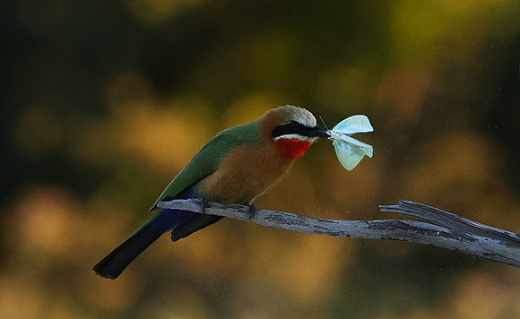 White-fronted bee-eaters- Xigera