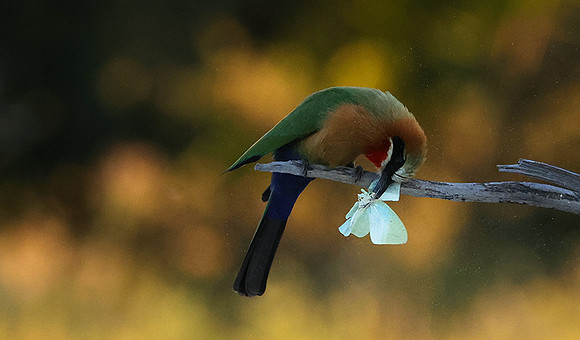 White-fronted bee-eaters- Xigera