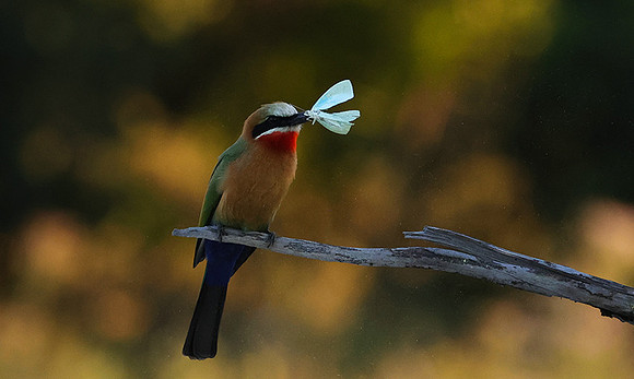 White-fronted bee-eaters- Xigera