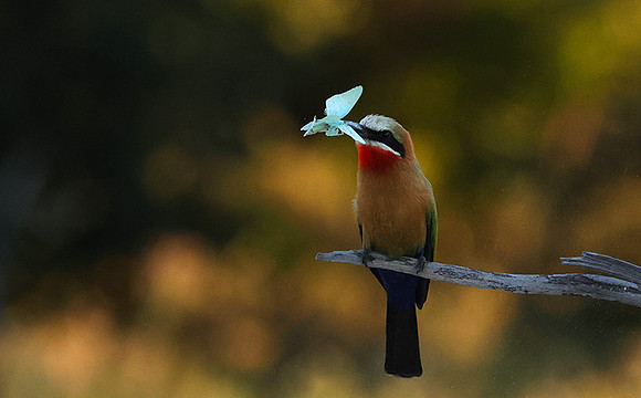 White-fronted bee-eaters- Xigera