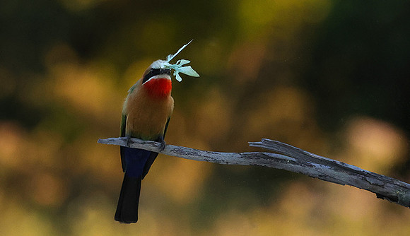 White-fronted bee-eaters- Xigera