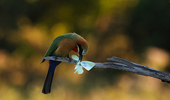 White-fronted bee-eaters- Xigera
