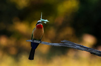 White-fronted bee-eaters- Xigera