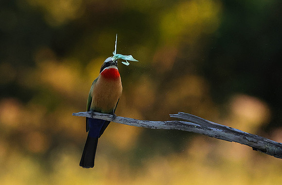 White-fronted bee-eaters- Xigera
