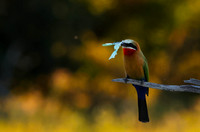 White-fronted bee-eaters- Xigera