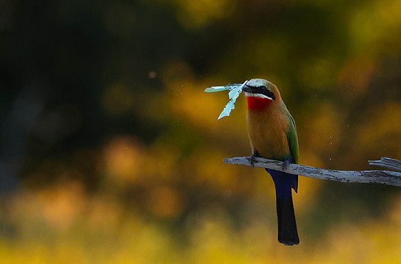 White-fronted bee-eaters- Xigera