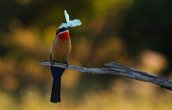 White-fronted bee-eaters- Xigera