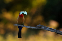 White-fronted bee-eaters- Xigera