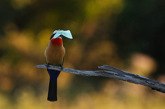 White-fronted bee-eaters- Xigera