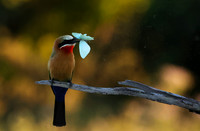 White-fronted bee-eaters- Xigera