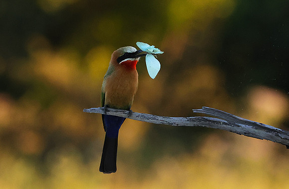 White-fronted bee-eaters- Xigera