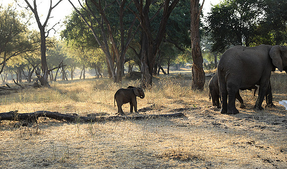 Lower Zambezi