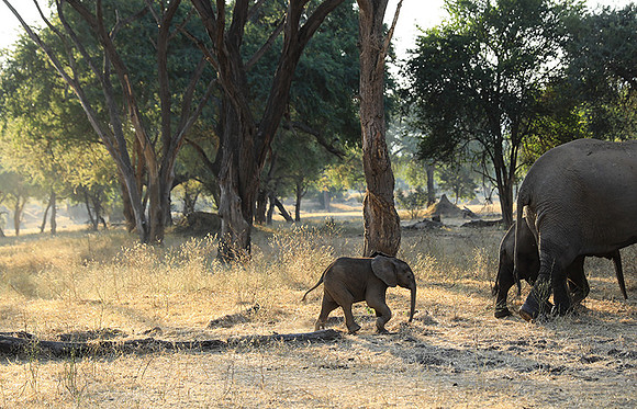 Lower Zambezi