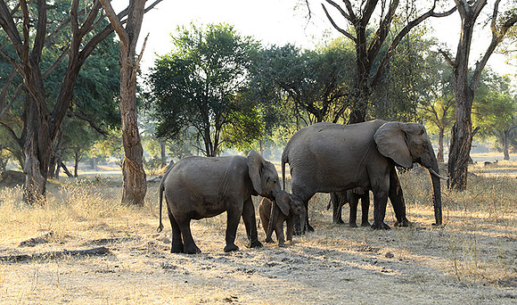 Lower Zambezi