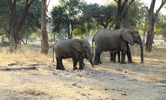 Lower Zambezi