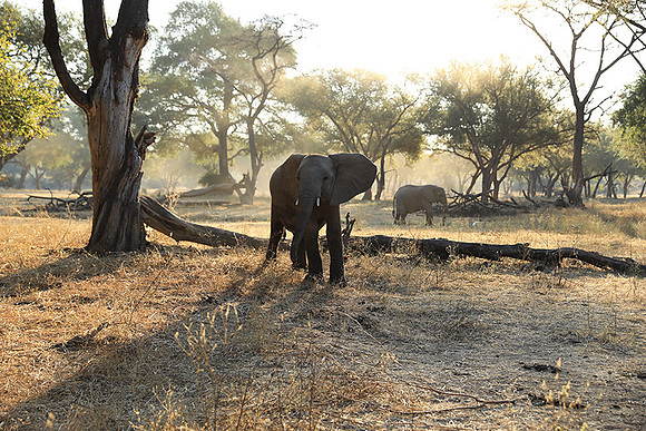 Lower Zambezi