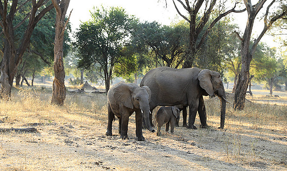 Lower Zambezi