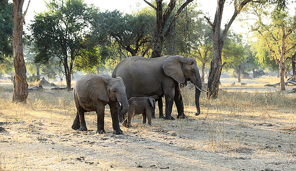 Lower Zambezi