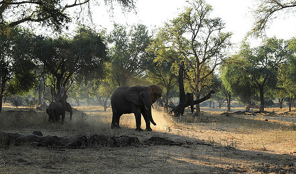 Lower Zambezi