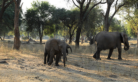 Lower Zambezi