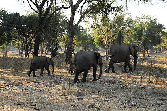 Lower Zambezi