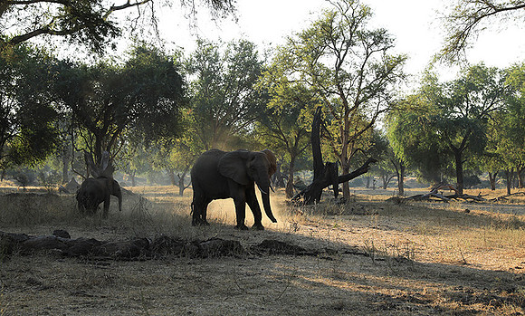 Lower Zambezi