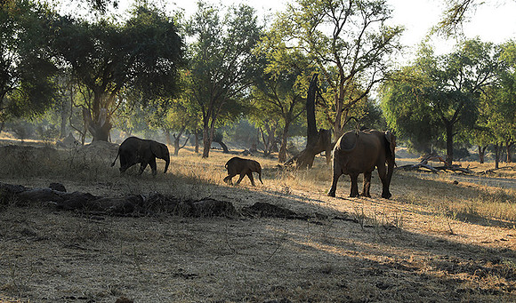 Lower Zambezi