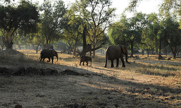 Lower Zambezi