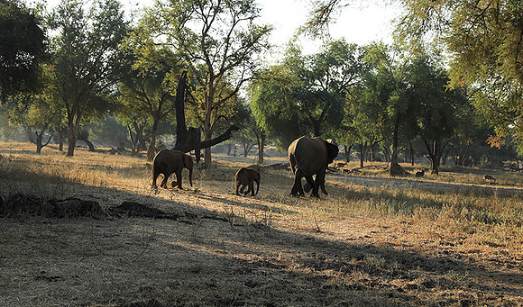 Lower Zambezi