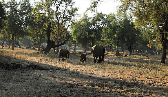 Lower Zambezi
