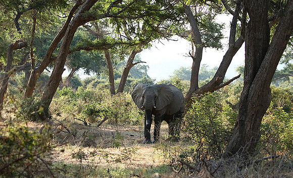 Lower Zambezi