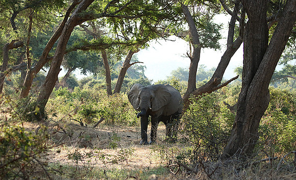 Lower Zambezi