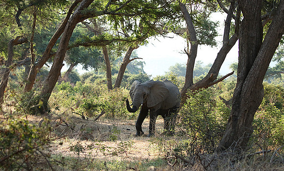Lower Zambezi