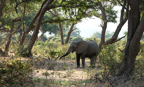 Lower Zambezi