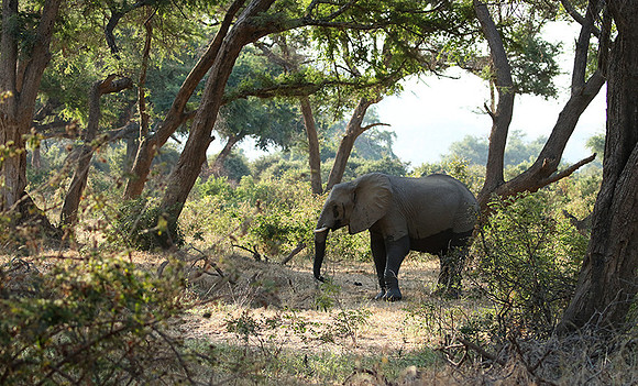 Lower Zambezi