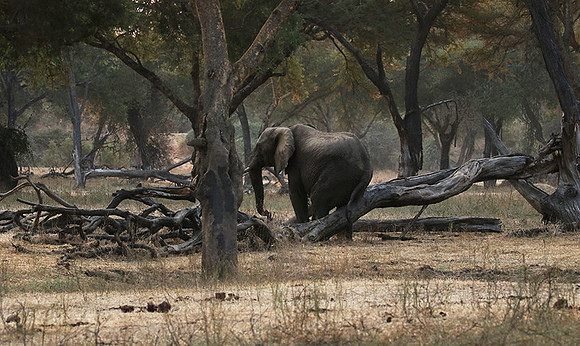 Lower Zambezi