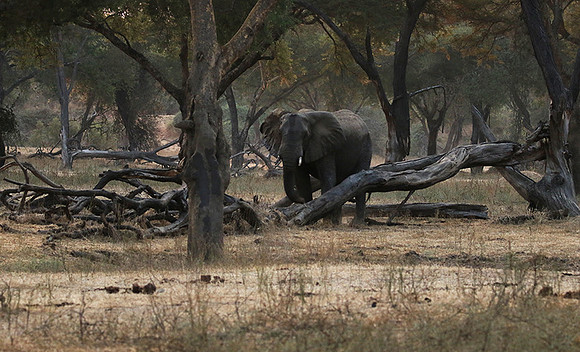 Lower Zambezi
