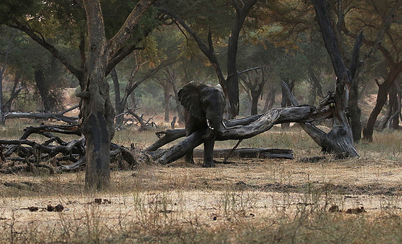 Lower Zambezi