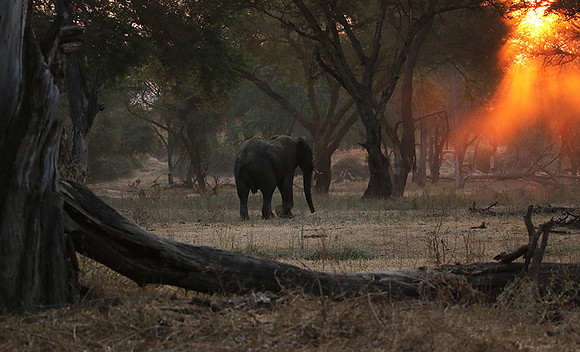 Lower Zambezi