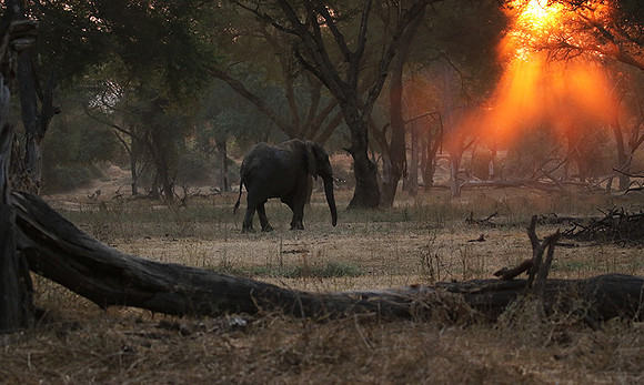 Lower Zambezi