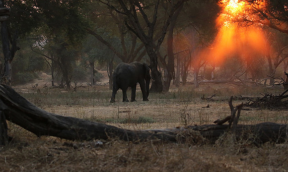 Lower Zambezi