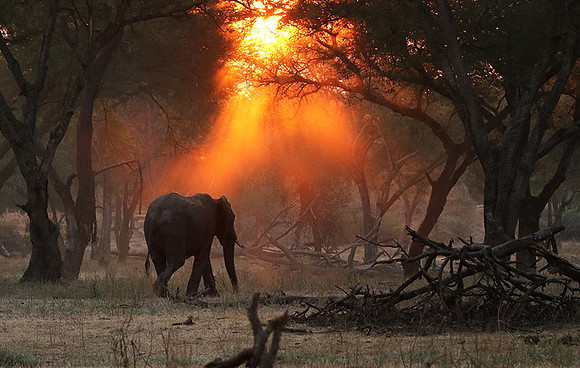 Lower Zambezi