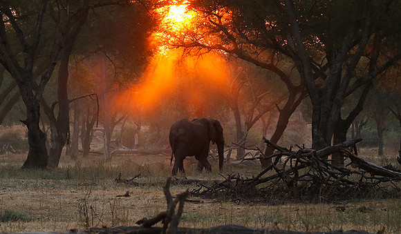 Lower Zambezi