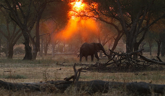 Lower Zambezi