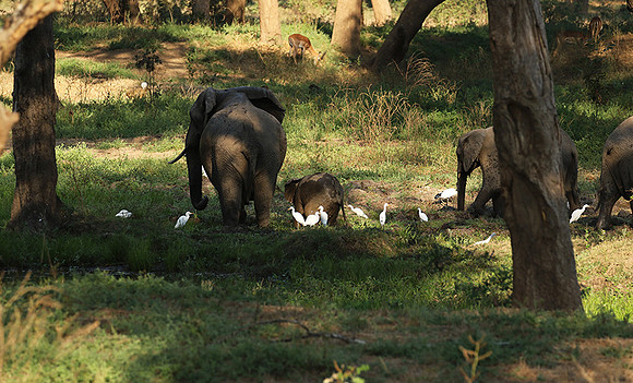 Lower Zambezi