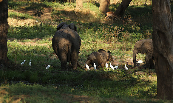 Lower Zambezi