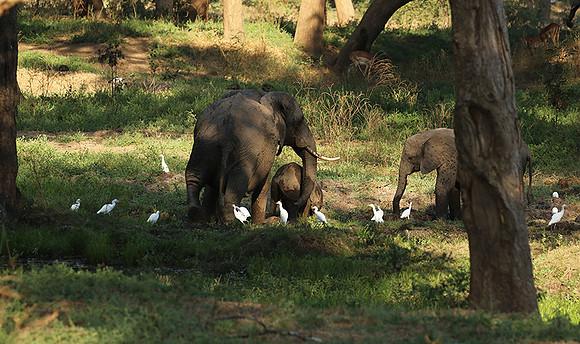 Lower Zambezi