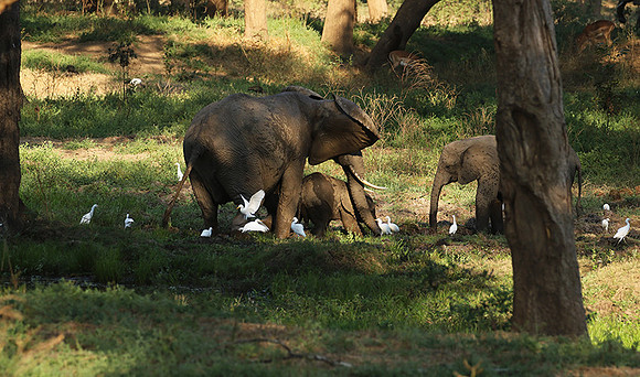 Lower Zambezi