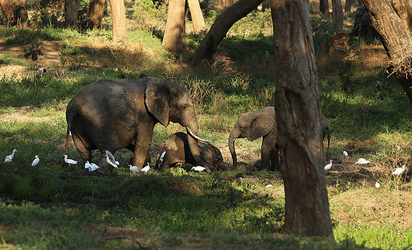 Lower Zambezi