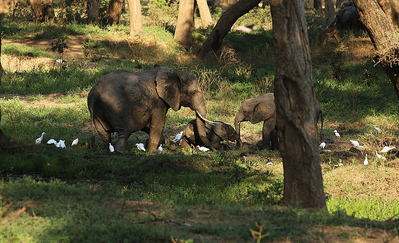 Lower Zambezi